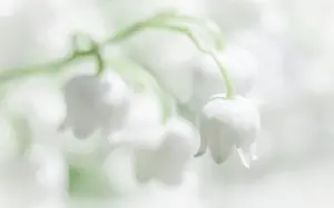 Decorated: Blooming white lily of the valley flowers. Natural
