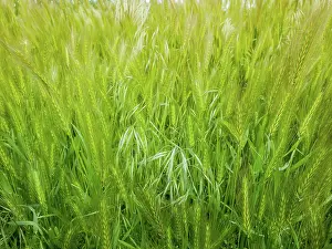 Wind: Blooming wild foxtail plants on a picturesque summer