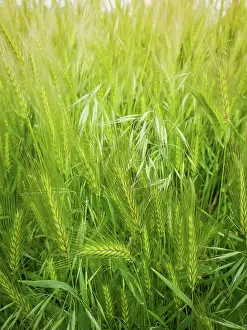 Diverse: Blooming wild foxtail plants on a picturesque summer