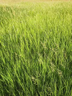 Orthographic: Blooming wild madritensis, foxtail brome (bromus)