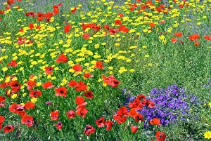 Leave: Blossom in a field, Siena province, Tuscany