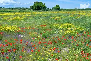 Siena: Blossom in a field, Siena province, Tuscany