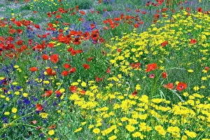 Siena: Blossom in a field, Siena province, Tuscany