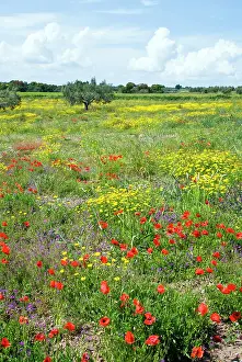 Siena: Blossom in a field, Siena province, Tuscany