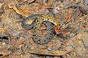 Sinharaja: Blossom Krait