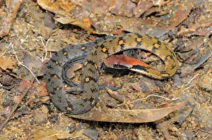 Sinharaja: Blossom Krait