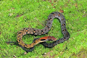 Sinharaja: Blossom Krait