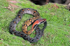 Sinharaja: Blossom Krait