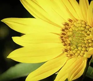 Skink: Blossom of the Maximillian sunflower, New Mexico