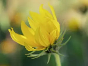 New Mexico: Blossom of the Maximillian sunflower, New Mexico