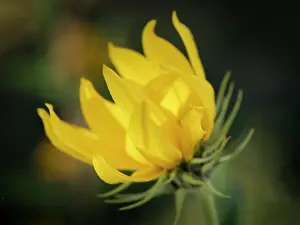 New Mexico: Blossom of the Maximillian sunflower, New Mexico