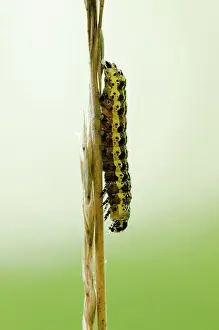 Franche: Blossom Underwing (Orthosia miniosa) caterpillar