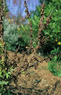 Laxa: Blossom wilt on cherry