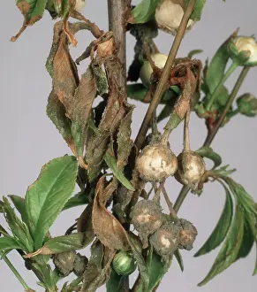 Laxa: Blossom wilt on Cherry