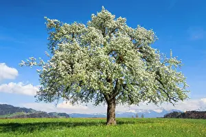 Maloideae: Blossoming apple tree in spring, Switzerland, Europe