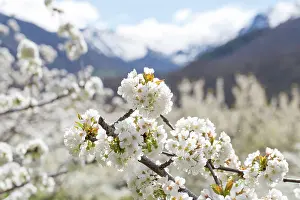 Sierra: Blossoming cherry tree, cherry blossom, in the background