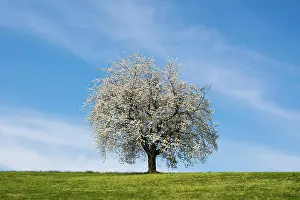 Cherry: Blossoming cherry tree, Weggis, Lake Lucerne, Canton