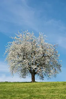 Cherry: Blossoming cherry tree, Weggis, Lake Lucerne, Canton