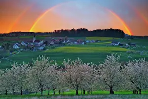 Prismatic: Blossoming cherry trees, evening mood with rainbow