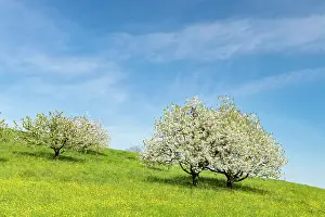 Aargau: Blossoming cherry trees (Prunus avium) in meadow