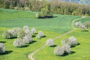 Aargau: Blossoming cherry trees (Prunus avium) in meadow