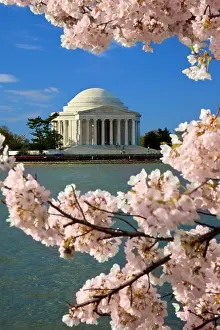 Thomas: Blossoming cherry trees along the Tidal