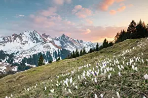 Bloomer: Blossoming crocus meadow near Gurnigelpass, Bernese