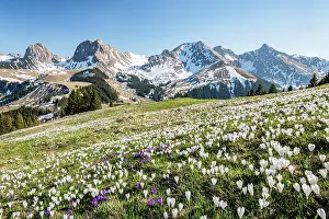 Bloomer: Blossoming crocus meadow near Gurnigelpass, Bernese