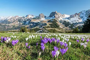 Bloomer: Blossoming crocus meadow near Gurnigelpass, Bernese
