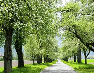 Cyclist: blossoming fruit orchard trees along a country lane