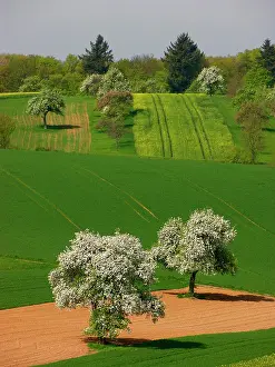 Pyrus: Blossoming pear trees european pear (Pyrus communis)