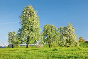 260622: Blossoming pear trees in spring in flowering meadow