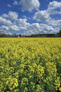 Franconia: Blossoming rape (Brassica napus) with cloudy sky