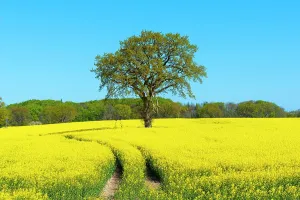 Napus: Blossoming rape (Brassica napus), Damp, blue sky