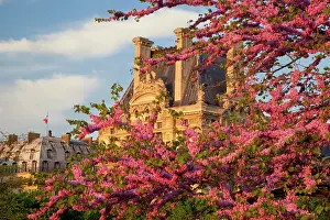 Jardin: Blossoming trees in Jardin des Tuileries