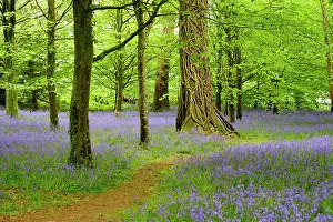 Hyacinthoides: Blossoms of Common bluebell (Hyacinthoides non-scripta)