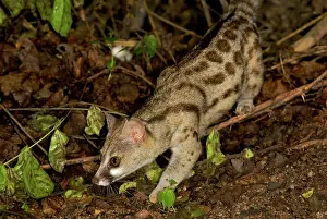 Genets: Blotched / Cape / Large- spotted Genet - walking