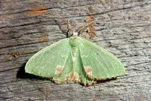 Blotched: Blotched Emerald MOTH
