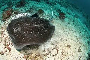 Fantail: Blotched Fantail Ray