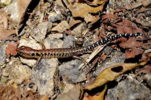 Blotched: Blotched Forest Skink
