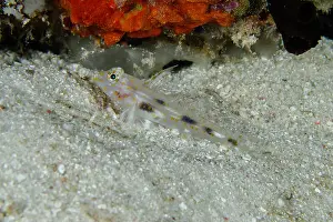 Goby: Blotched Goby