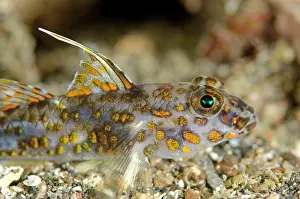 Blotched: Blotched Goby on black sand Makawide Wall dive site