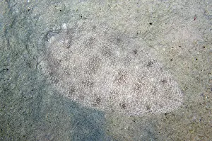 Augustas: Blotched Sole - night dive - Sakokreng Jetty dive