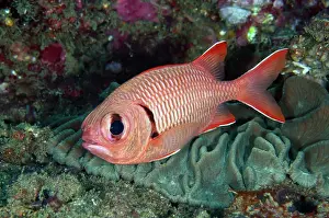 Soldierfish: Blotcheye Soldierfish
