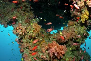 Schools: Blotcheye Soldierfish - at Soft Corals