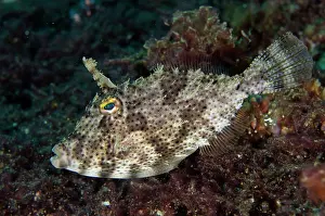 Spine: Blotchy Filefish - with erect trigger - Sidem Dive