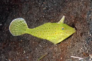070321: Blotchy Filefish - night dive - TK3 dive site, Lembeh