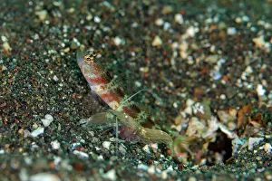 Crustacean: Blotchy Shrimpgoby
