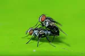 Hexapoda: Blow Flies mating