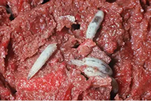 Meat: BLOW-FLY / Blue Bottle Larvae - maggots on meat